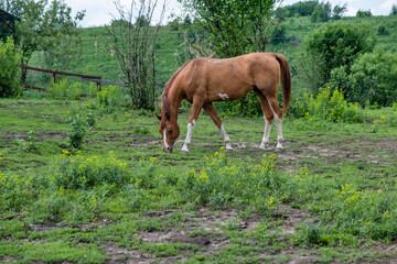 Wall Mural - horse in the meadow