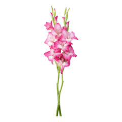 Wall Mural - Pink gladiolus flower stems isolated on transparent background