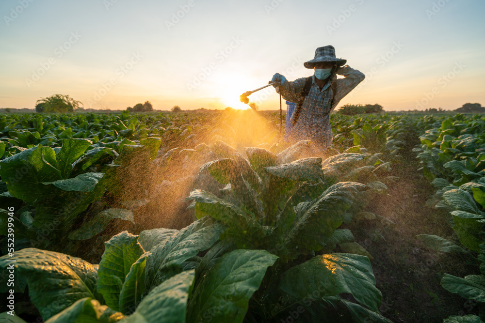 tobacco pesticides How To Make Natural From Leaves Pesticide Industry 'Helped Write' Disinformation