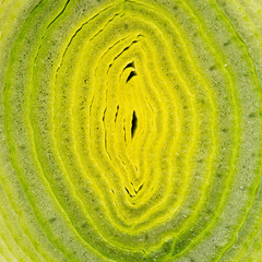 Wall Mural - A close shot of a leek. Close up. Macro leek