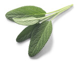 Fototapeta  - Sage leaves Salvia officinalis isolated png top view