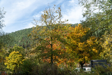 Wall Mural - autumn landscape with trees