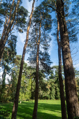 Wall Mural - trees in the park