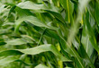 © Katerina Schneider - Corn leaves close up, idea of food production and agriculture.