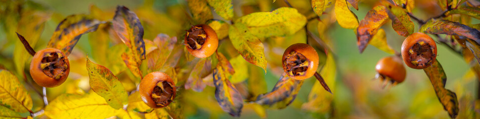 Wall Mural - Medlar fruit Mespilus germanica on a branch autumnal picture