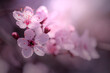Kwiaty wiśni japońskiej Sakura. Sezon wiosenny. Pastelowe kwiaty na dziko kwitnących drzewach. Wiosenny ogród.	