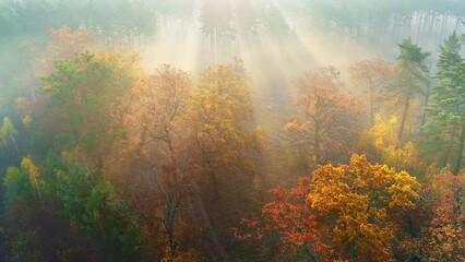 Fototapete - Autumn trees at sunrise. Aerial shot of beautiful misty sunrise meadow and forest. Golden trees with sunbeam. Color trees and sunbeams breaking through the branches