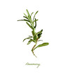 herbal cooking rosemary illustration