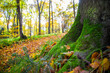 autumn park forest tree