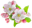 PNG apple tree blossoms green leaves isolated