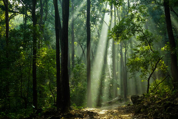 sunlight in the jungle