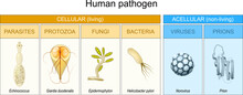Types Of Human Pathogen. Pathogenic Bacteria Viruses Or Fungi Can Enter The Body.