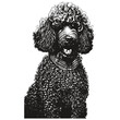 Poodle head vector hand drawn ,black and white drawing of dog