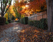 Walking path through neighborhood with fall leaves covering the ground 