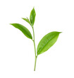 tea leaf isolated on  transparent png