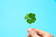 Woman Holding Beautiful Green Four Leaf Clover On Light Blue Background, Closeup