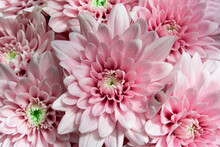 Pink Chrysanthemum Flowers, Pink Gerbera Flower, Nature, Plant, Flower Shop, Blossom, Spring
