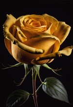 Single Deep Yellow Rose Studio Lighting Dark Background Generative AI