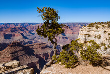 Grand Canyon View With Juniper Trees And South Rim In Foreground