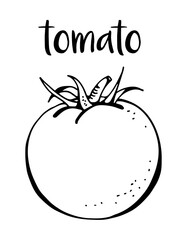 Wall Mural - Tomato isolated on white background, vector illustration