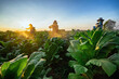 Tobacco beauties in Asia spray or foliar fertilize tobacco plants in tobacco plantations.