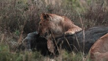 Tracking Shot Of Lions Eating At A Dead Wildebeest Carcass In Tanzania