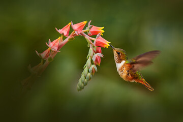 Wall Mural - Hummingbird in blooming flowers. Scintillant Hummingbird, Selasphorus scintilla, tiny bird in the nature habitat. Smallest bird from Costa Rica flying next to beautiful orange flower, tropical forest.