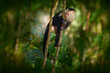 White-headed Capuchin, black monkey sitting on the tree branch in the dark tropical forest. Cebus imitator momkey in the morning forest light, Corcovado NP,Costa Rica.