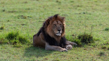 Wall Mural - Lion