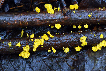 Canvas Print - Favolaschia calocera, a fungus native to Madagascar considered an invasive species to other continents