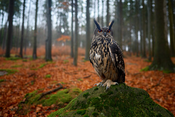 Wildlife in autumn. Eurasian Eagle Owl, Bubo Bubo, sitting on the tree stump block, wildlife photo in the forest with orange autumn colours, Slovakia. Bird in the forest, wildlife nature.