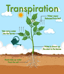 Wall Mural - diagram showing plant transpiration
