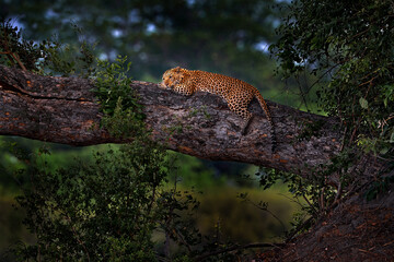 Leopard, Panthera pardus shortidgei, nature habitat, big wild cat in the nature habitat, sunny day on the savannah, Okavango delta Botswana. Wildlife nature. Africa wildlife.