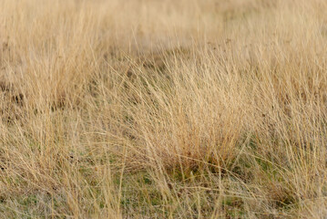 Dry grass field. Grassland on meadow in late autumn. Feed for farm animals. Dry steppe uncut grass field. Dry grass abstract pattern background