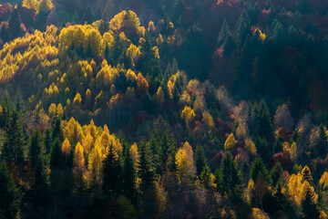 Wall Mural - Colorful and bright autumn forest, mountains panorama. View of colorful trees in the forest. Fall natural background. Sunny beams over majestic yellow trees