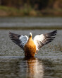 ruddy shelduck or brahminy duck or tadorna ferruginea flapping wings or with full wingspan with reflection in water at wetland of keoladeo national park bharatpur bird sanctuary rajasthan india asia