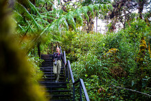 A Girl With A Backpack Walks Along A Path Through A Mountain Cloud Forest In Los Quetzales National Park In Costa Rica; Walking Through A Tropical Rainforest In The Costa Rican Mountains