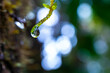 macro photo of water droplets trickling down from plants in a rainforest in Costa Rica; vegetation of a tropical jungle in Costa Rica