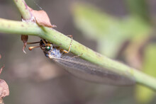 Antlions, Myrmeleontidae Sp, Posed On A Twig On A Sunny Day