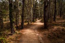 Hiking Trail Through A Cypress Forest In Point Lobos, Carmel, California