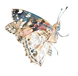 Fototapeta Koty - Butterfly. Hand drawn watercolor illustration. 