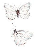 Fototapeta  - Butterfly. Hand drawn watercolor illustration. 