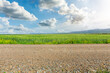 Country road and green wheat fields natural scenery