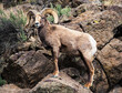 Bighorn sheep ram standing on a boulder in the Rio Grande Gorge