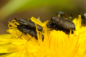 Wall Mural - jewel beetles or metallic wood-boring beetles, Anthaxia, mating on a yellow dandelion flower