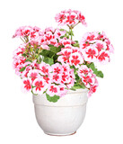 Fototapeta  - Rich flowering geranium in a pot, transparent background