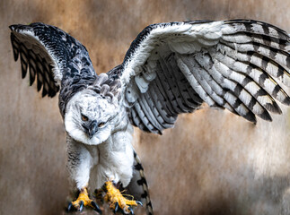 Harpy Eagle