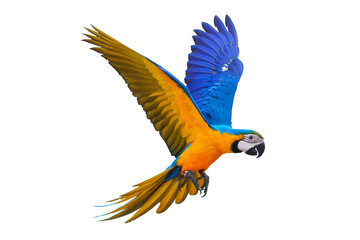 colorful flying parrot isolated on transparent background.