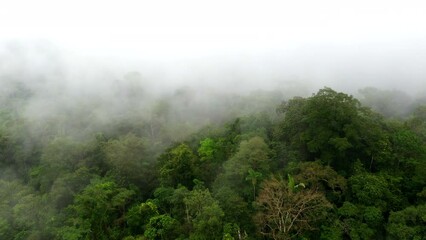 Wall Mural - Cinamatic intro shot, flying over the forest canopy into the fog