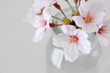Close-up of pretty cherry blossom